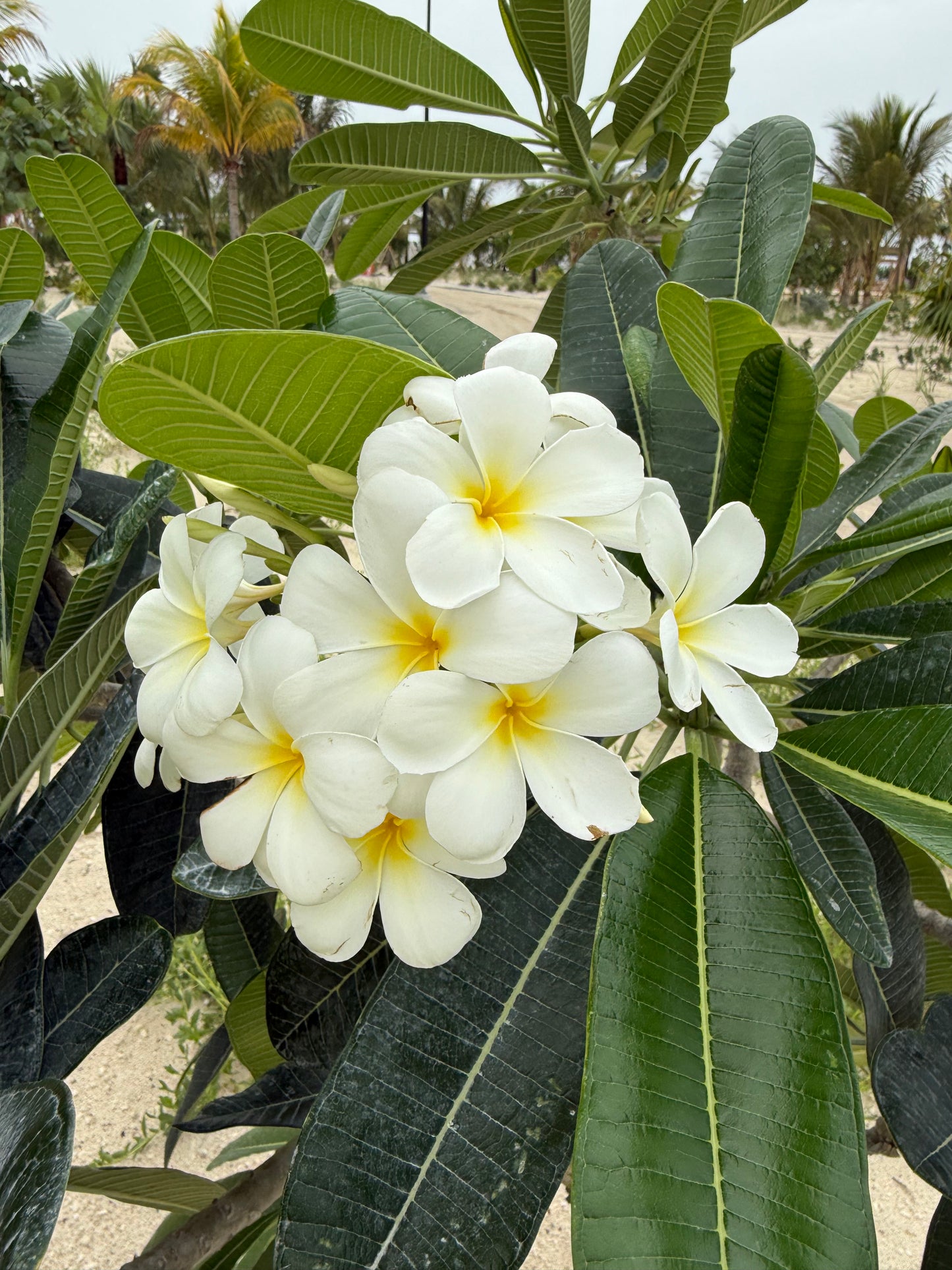 Frangipani Bikini Top