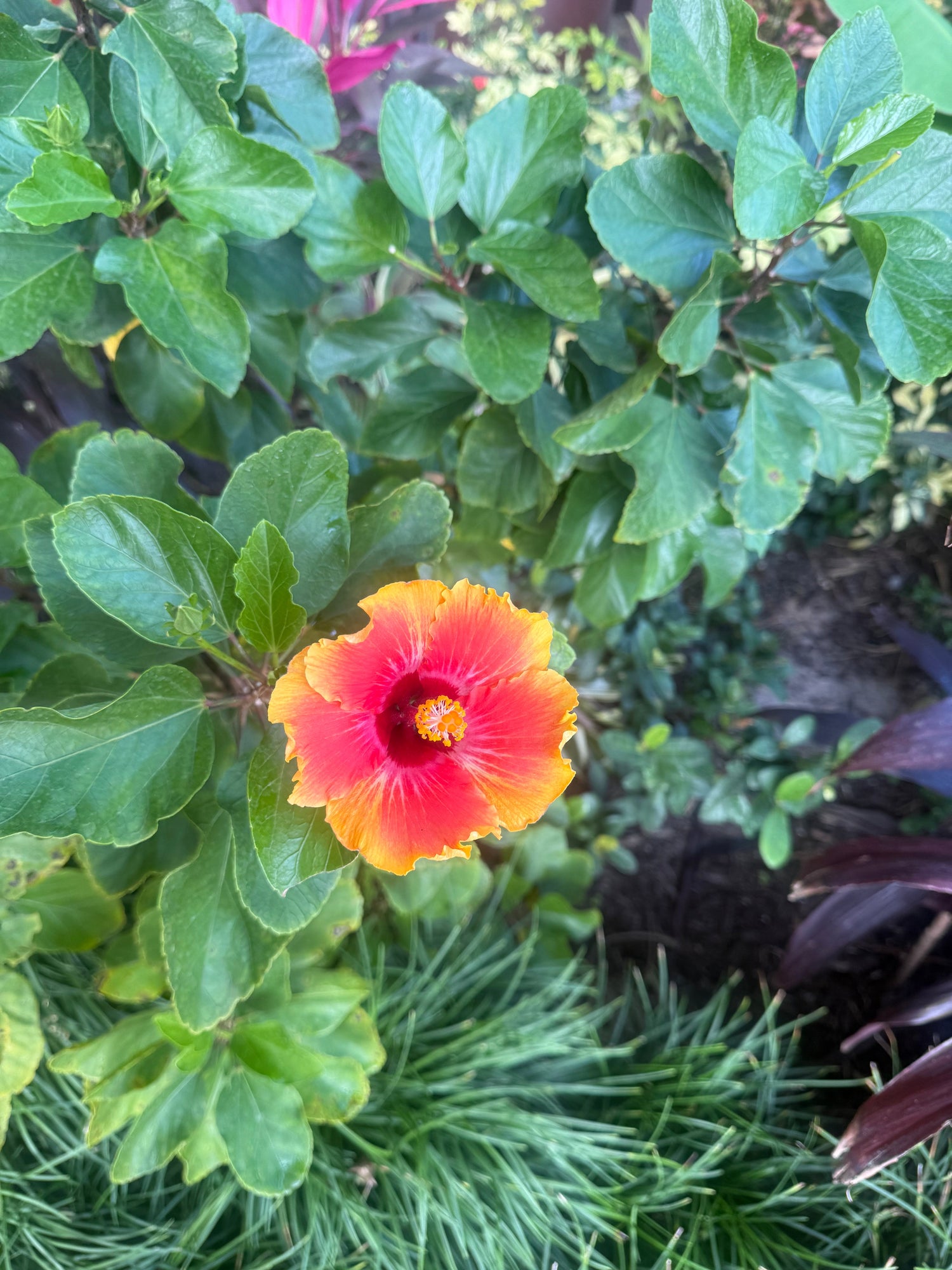 Bloom: From Lens to Look