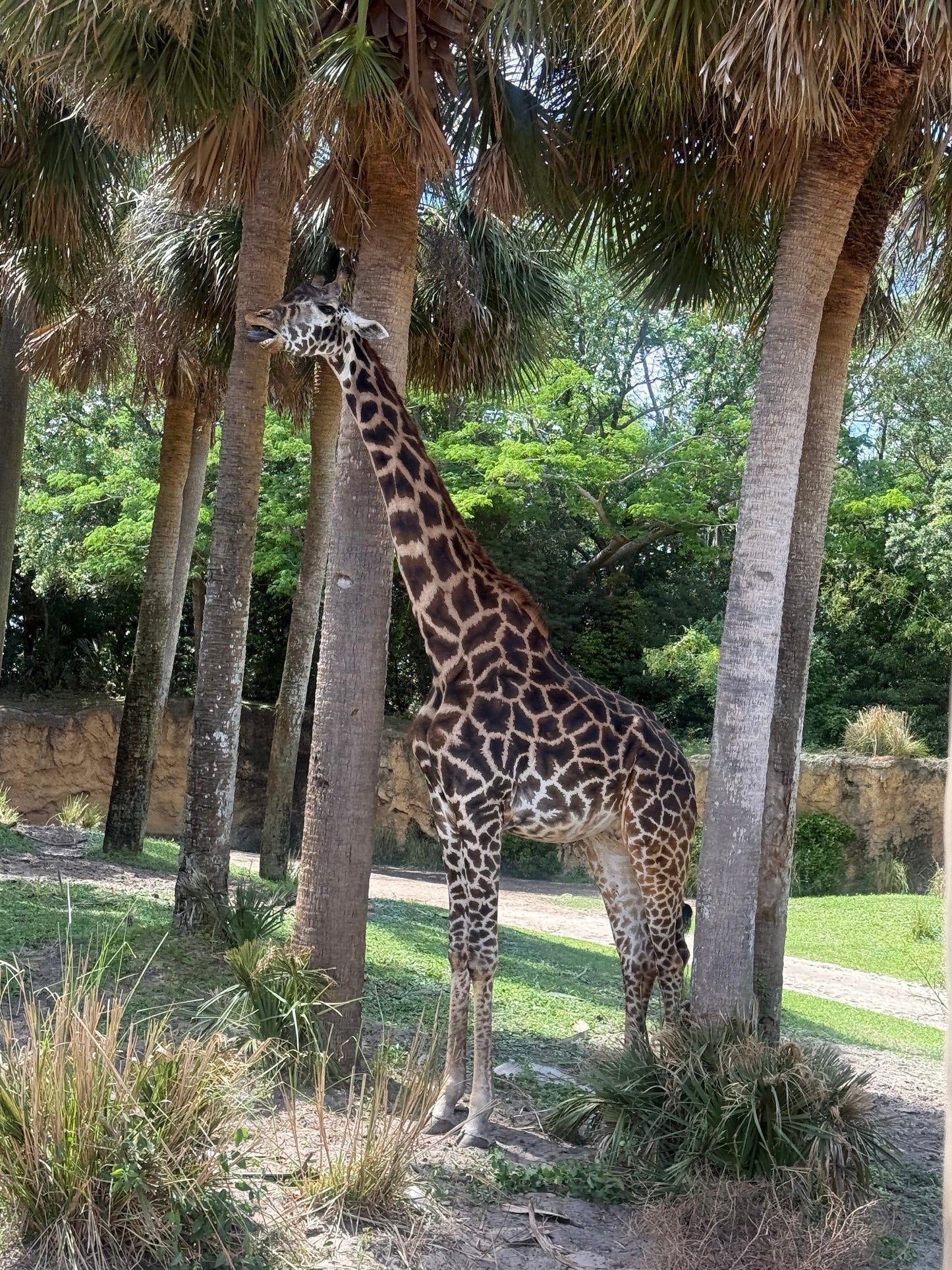 Giraffa Bikini Bottom